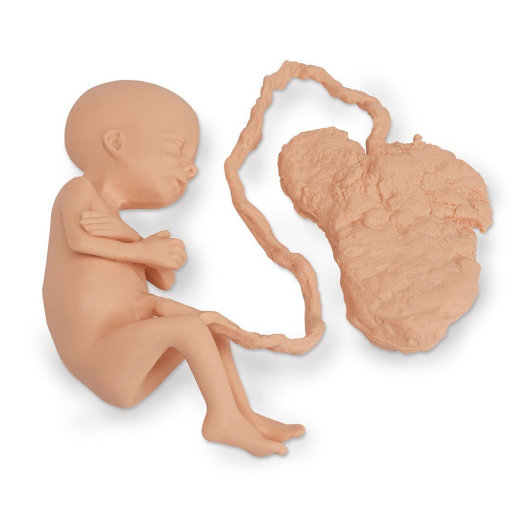 Human Fetus Replica - 7 Month Female - Nasco
